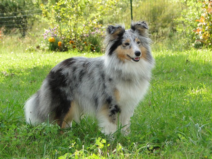 Deslys damour bleu Des Sirenes Enchantees