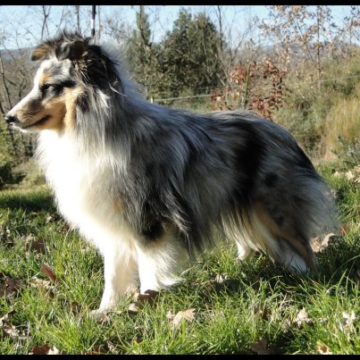 Galys damour bleu Des Sirenes Enchantees