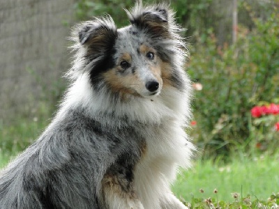 Des Sirenes Enchantees - Concours a Sospel le 18.09.2011