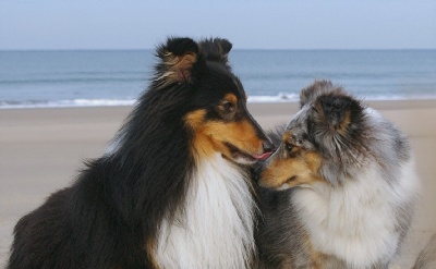 Des Sirenes Enchantees - le Couple*Bluebell et "Just"
