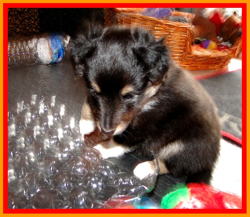 Chiots Deslys et Just 2011/2012