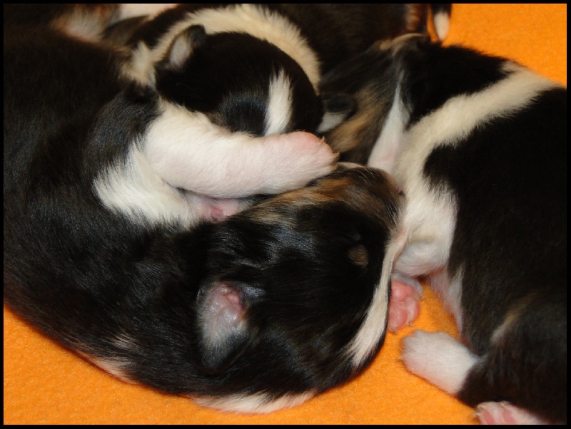 Les Bébés de Lyla et Duc . Février 2014