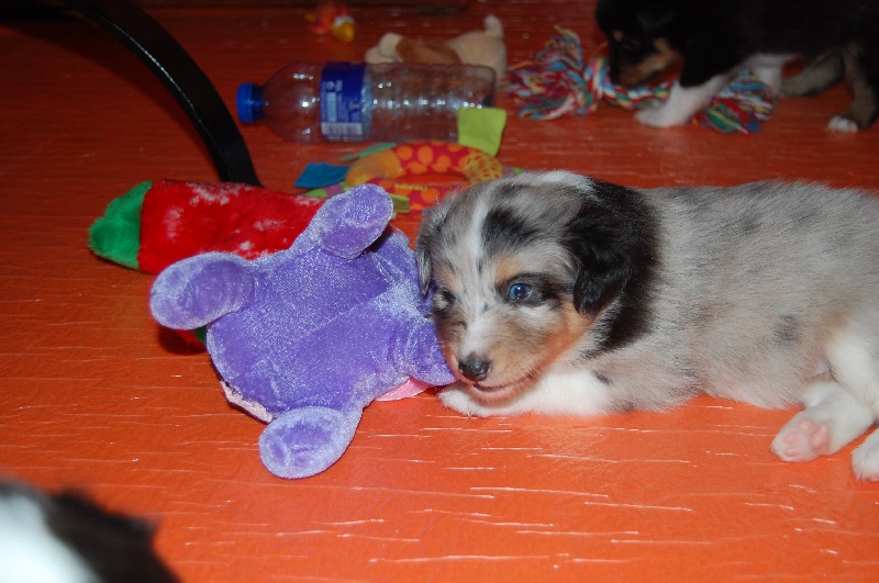 Blue et ses Bebes en 2008