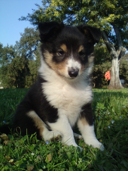 Blue et ses Bebes en 2010 /2011
