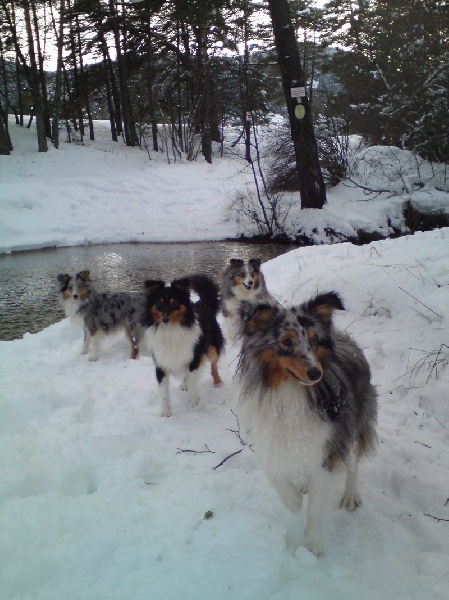 Nos Shets et la Neige