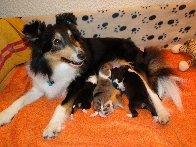 Des Sirenes Enchantees - Shetland Sheepdog - Portée née le 11/02/2014